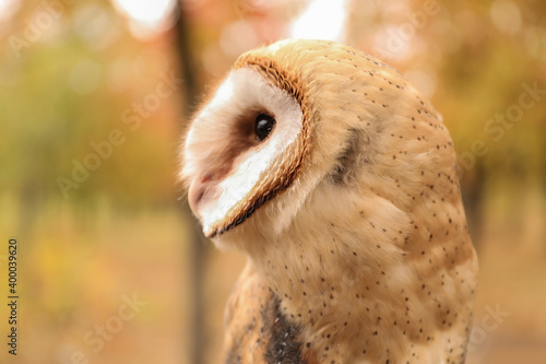 Beautiful common barn owl outdoors. Bird of prey