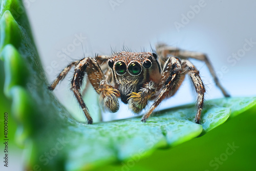 Macro shot of a Jumping Spider on a leaf