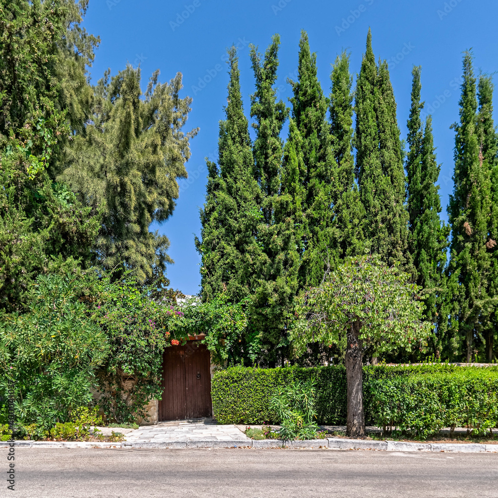 house garden behind old wooden door and green foliage fence