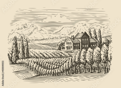 Vineyard landscape. Hand drawn sketch vector illustration