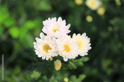 white dahlia flower