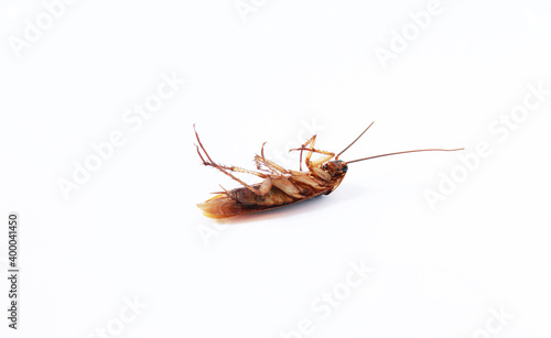 Action image of close-up cockroach isolated on white background.