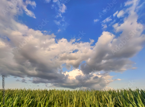 Green corn field over cloudy sky at bright summer day