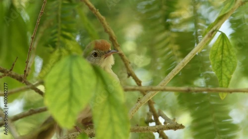 close up shot of common tailorbird or Orthotomus sutorius a small shy bird in action with natual green background at keoladeo national park or bharatpur bird sanctuary rajasthan india photo