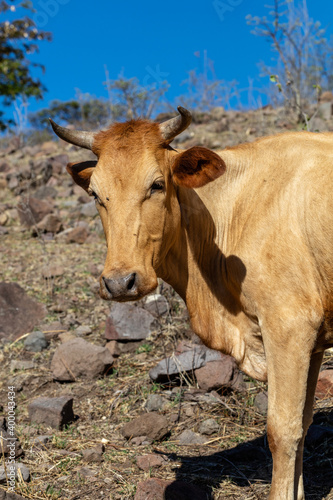Ejido cow in Mexico. High desert.