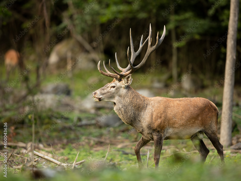 red deer red deer