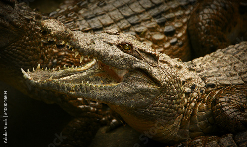 The Philippine Crocodile Crocodylus mindorensis