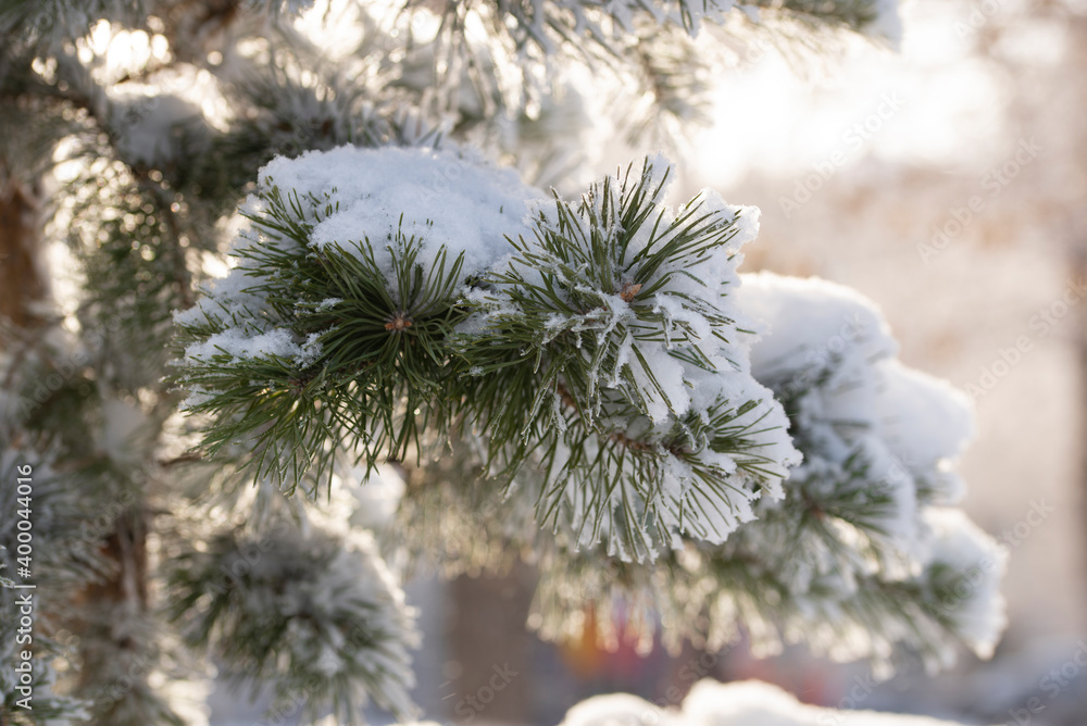 Green pine branches in snow frost on the background of sunny winter rays. winter background. Green pine branches in snow frost on the background of sunny winter rays. winter background.