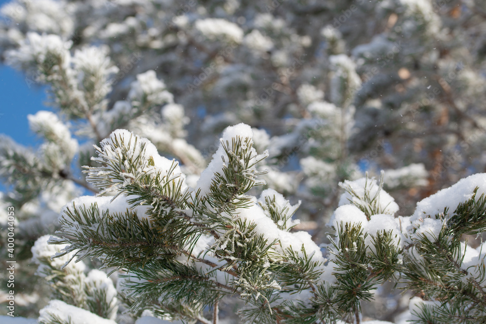 White fluffy snow on pine branches on a blurred background of a pine forest on a sunny winter day. natural winter background