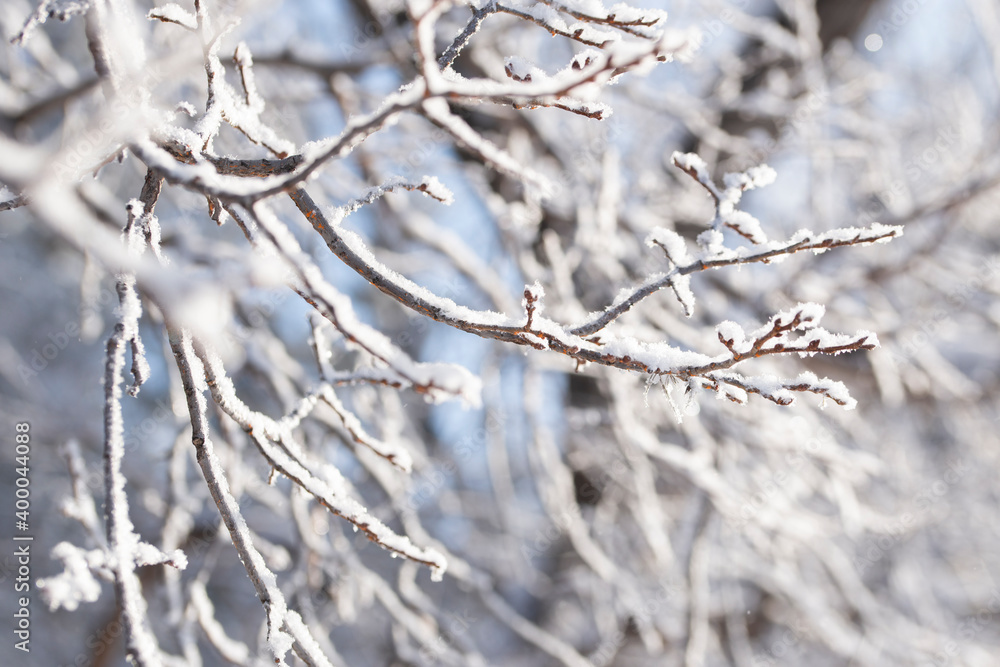 A tree branch in snow frost on a blurred background of winter trees. Natural winter background