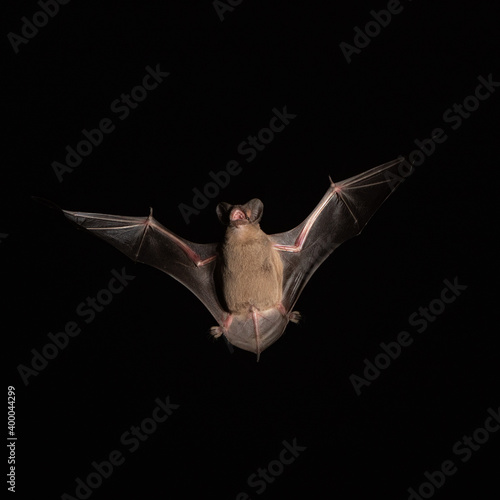 Mexican Free Tailed Bat