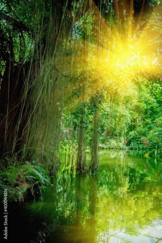 Fototapeta Naklejka Na Ścianę i Meble -  The wild nature. Beautiful landscape of  tropical forest with the river with reflection of sunlight at hot summer day. Vertical image.