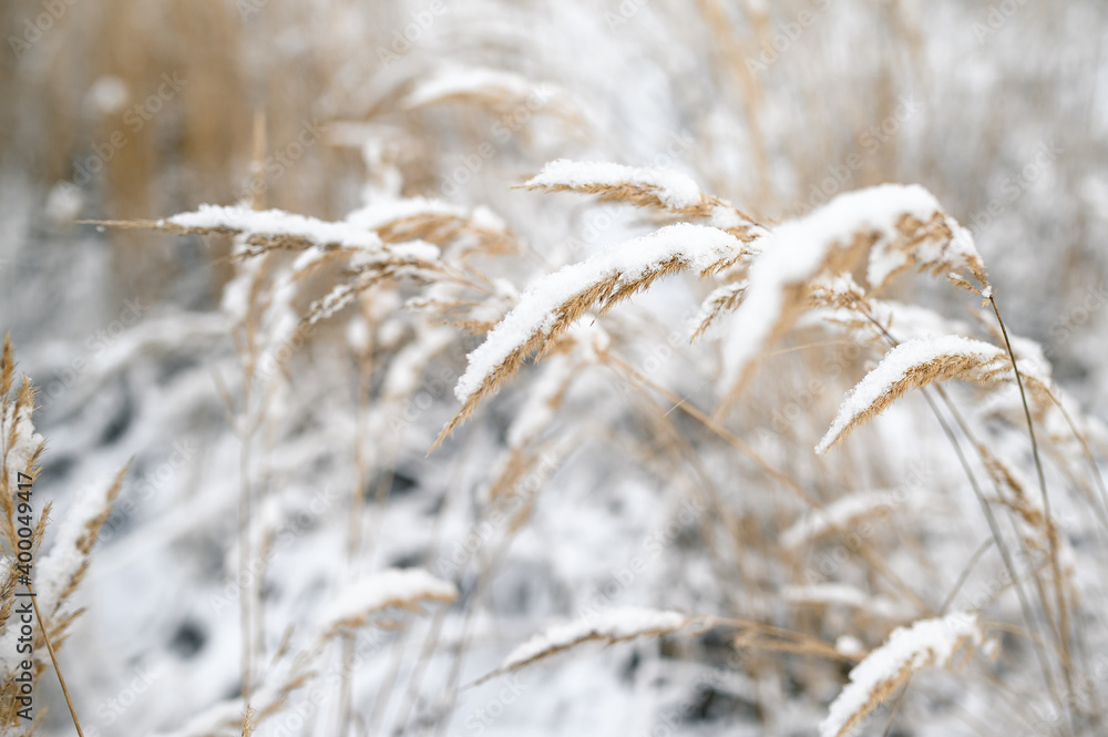 Fototapeta premium Frozen spikelets on a snowy winter wheat field
