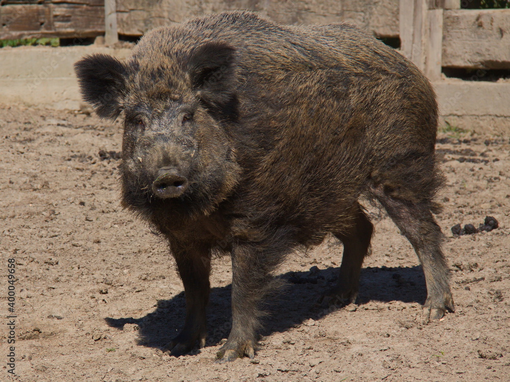 Wild pig on a farm in Czech republic, Europe
Wild pig on a farm in Czech republic, Europe
