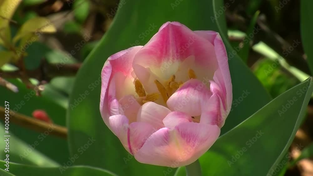 Ein hellrosa Tulpe bewegt sich im Wind (Nahaufnahme) Ein hellrosa Tulpe bewegt sich im Wind (Nahaufnahme)