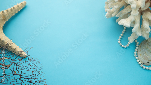 shell on a blue background . a Maritime theme. space for text