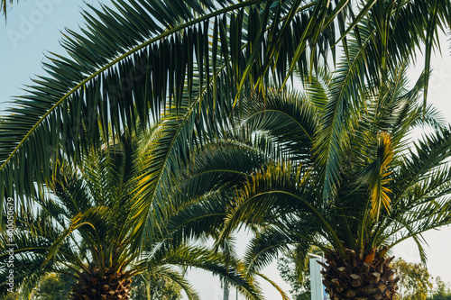 Tropical jungle  palm leaves on a sunny day  sky.