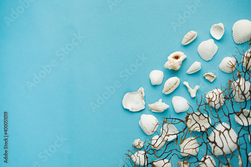 shell on a blue background . a Maritime theme. space for text