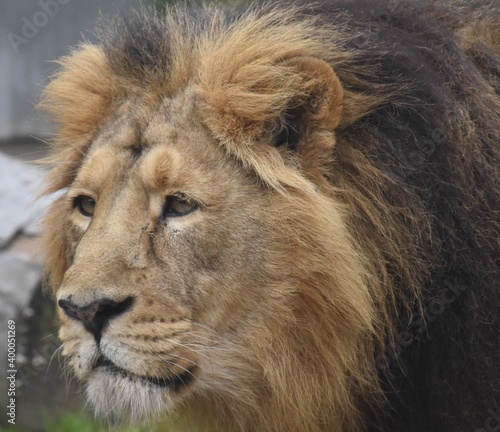 portrait of a lion