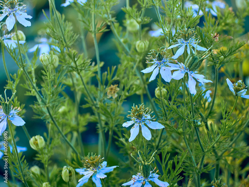 Blooming Nigella sativa in the garden. photo