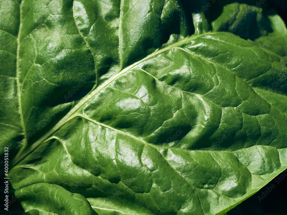 Close-up fresh green beet leaf. Close-up fresh green beet leaf.