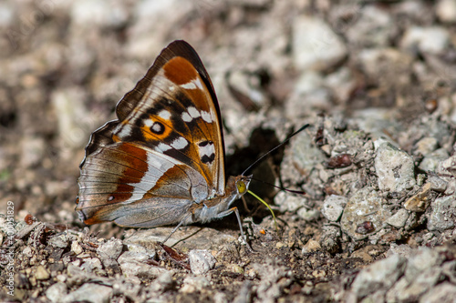 Großer Schillerfalter (Apatura iris) photo