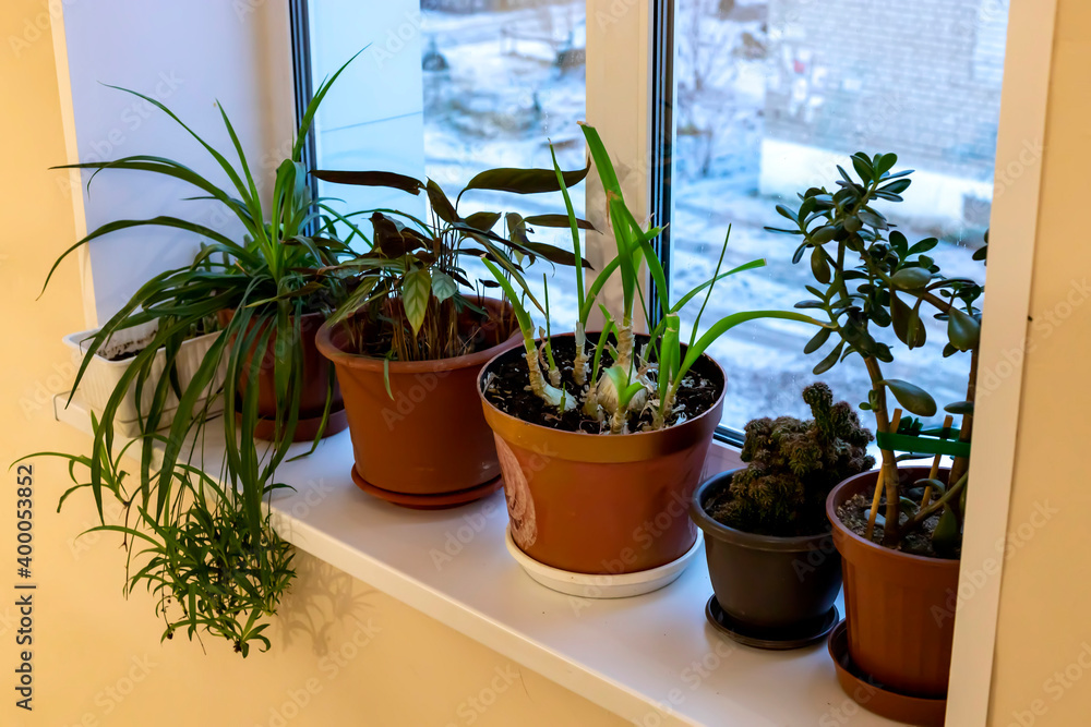 Flowers in pots grow on the windowsill. Flowers in pots grow on the windowsill.