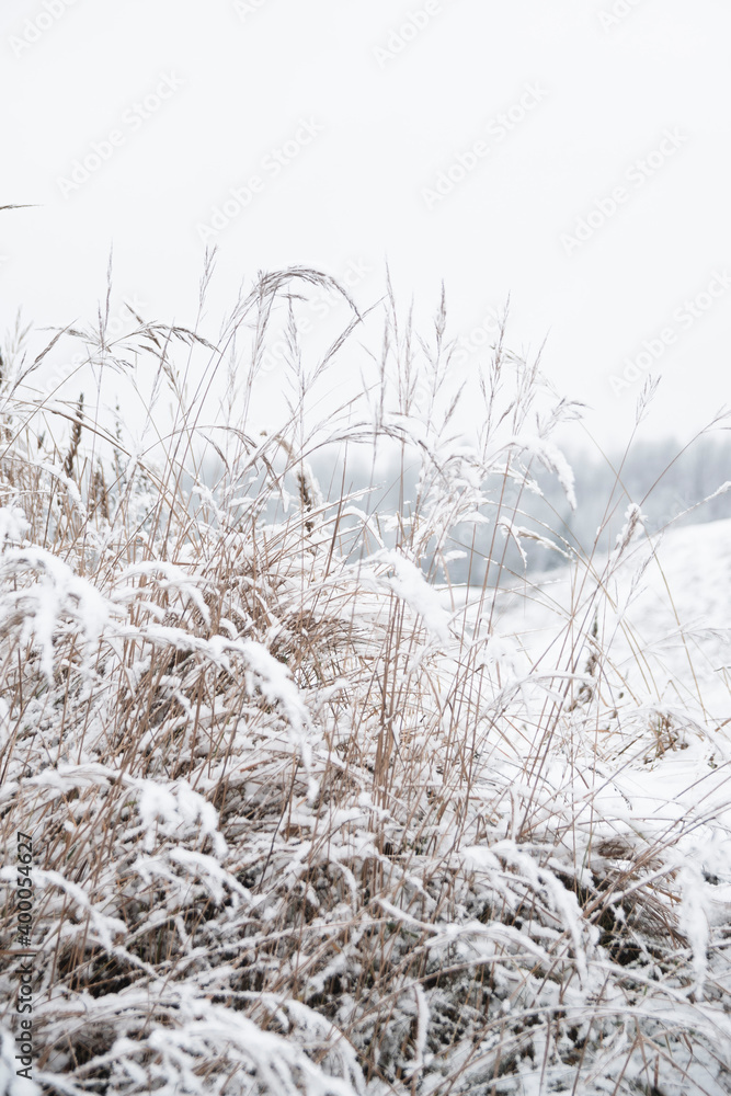 nature in winter. the grass in the fields is covered with snow. winter's tale nature in winter. the grass in the fields is covered with snow. winter's tale