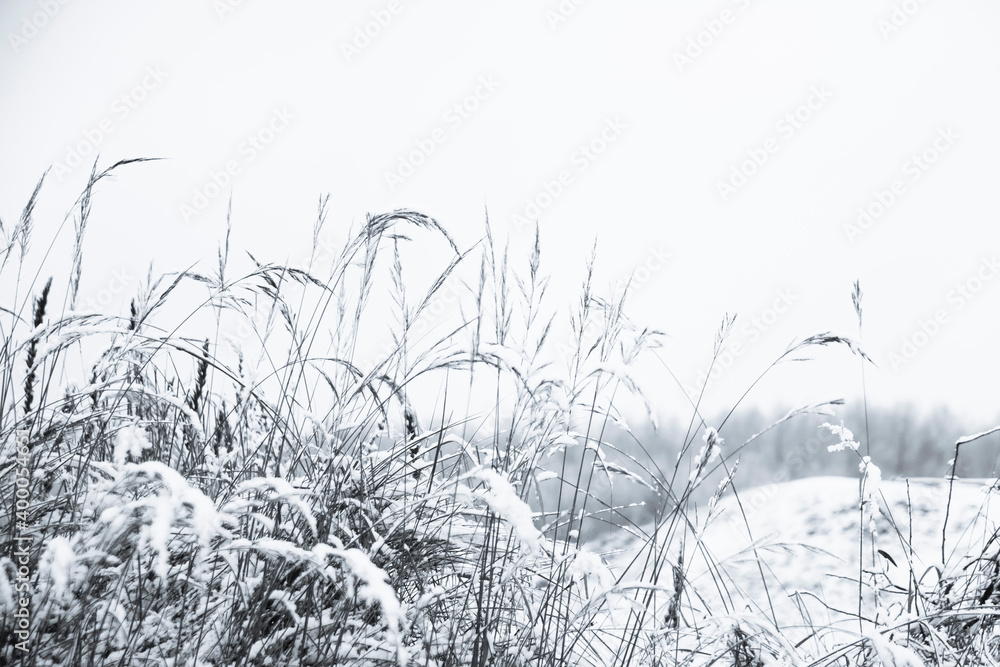 Obraz premium nature in winter. the grass in the fields is covered with snow. winter's tale