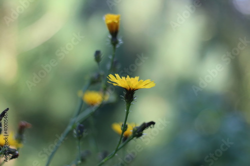 Bright yellow wildflowers on the background of a sunny forest on a summer day. Yellow fading flowers close up. Nostalgic landscape.