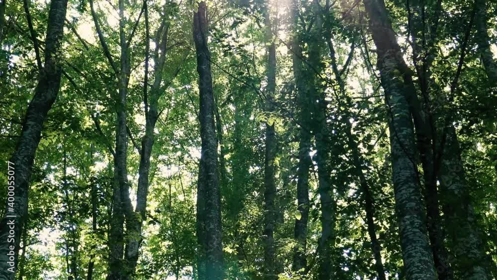 Sun rays passing trough forest during sunny summer day. Sun rays passing trough forest during sunny summer day.