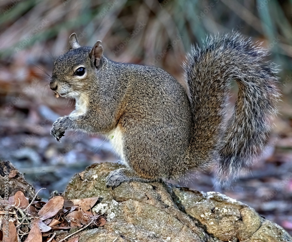 Full body up close shot of Ground squirrel posing for the camera. Full body up close shot of Ground squirrel posing for the camera.