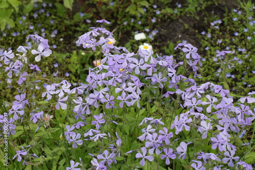 flowers in the garden