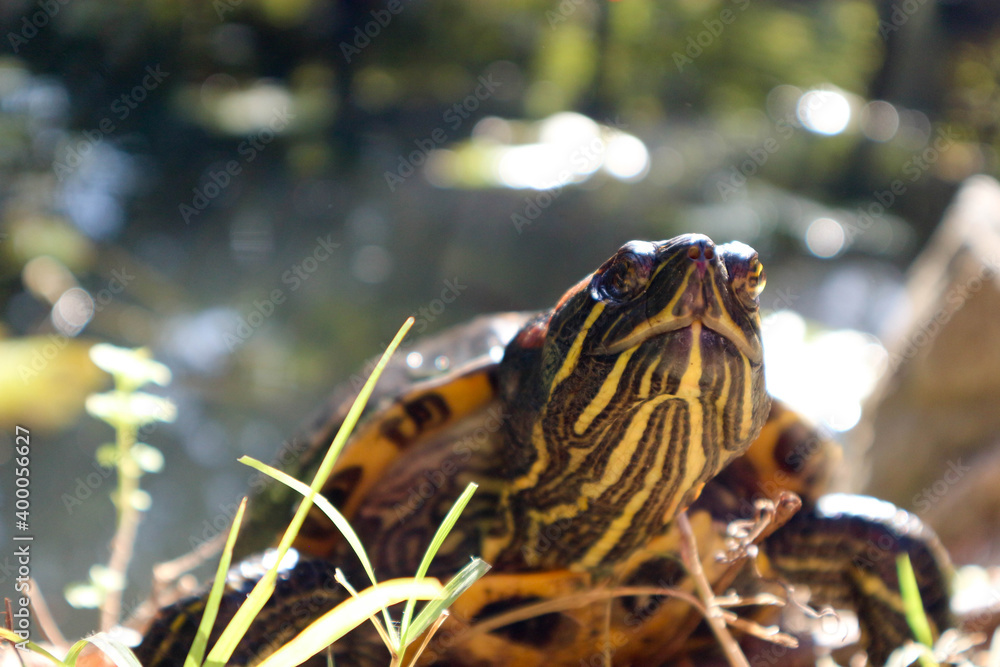 close up of a turtle pond slider (Trachemys scripta) on the shore of the pond close up of a turtle pond slider (Trachemys scripta) on the shore of the pond