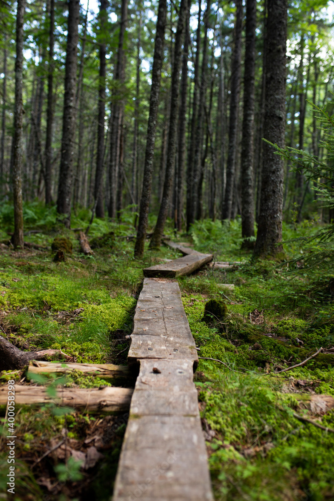 Wooden path Wooden path