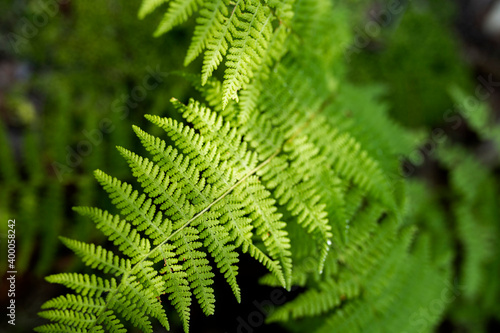 Fern