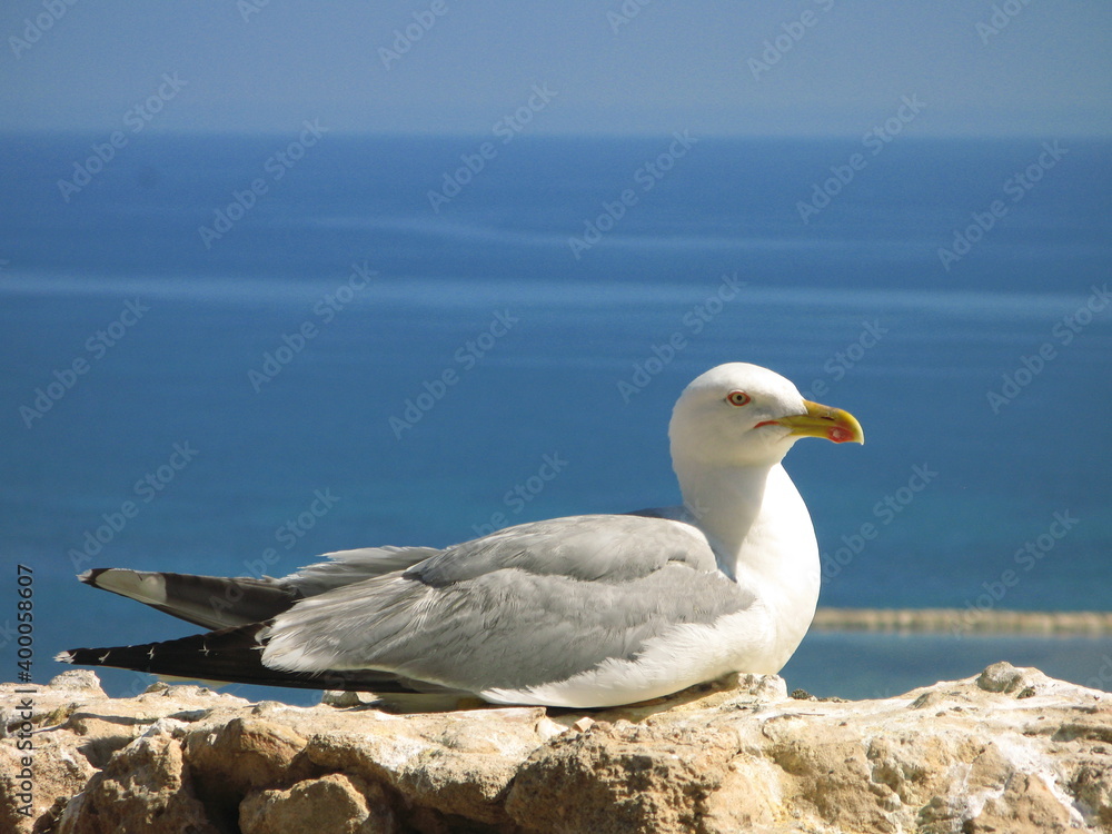 European herring gull (Larus argentatus), Denia, Spain European herring gull (Larus argentatus), Denia, Spain