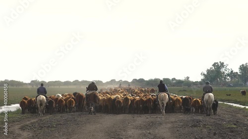 Cowboys herding cattle to the barn through the middle of the field. Buenos Aires. Argentina.