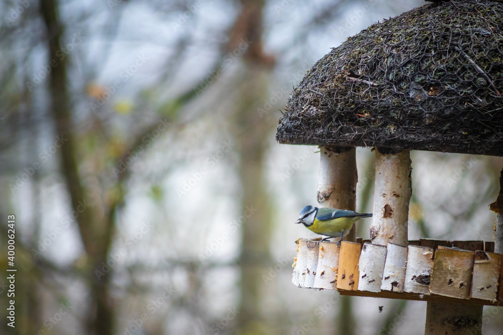 Fototapeta premium Blaumeise am Vogelhaus