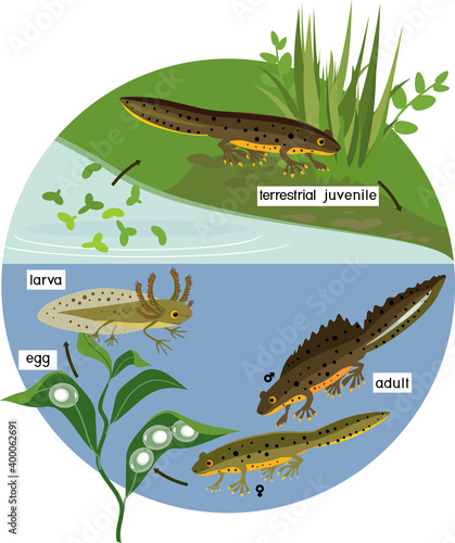 Newt life cycle in pond. Sequence of stages of development of crested newt from egg to adult animal in natural habitat
