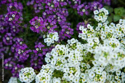 Purple and White Small Flowers mixed Half and Half
