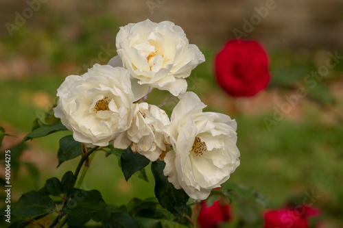 White Roses in an English Garden
