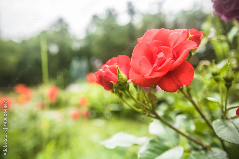 Flowering red roses in the garden. Flowers for Valentine Day