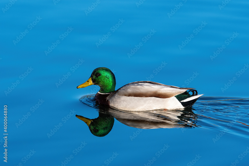 Fototapeta premium Male Mallard Duck swimming over its reflection on smooth water
