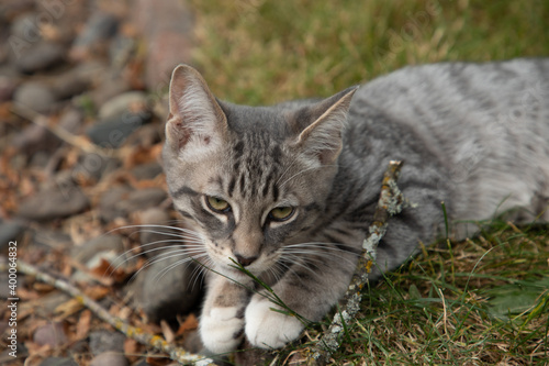 Small Grey Kitten Playing with Stick in Yard