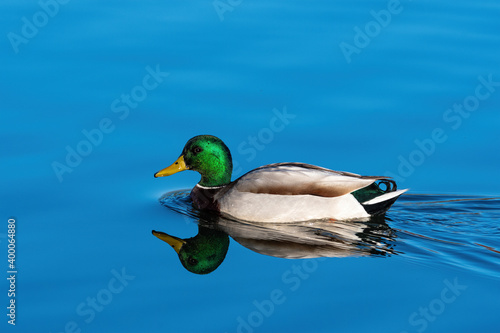 Male Mallard Duck swimming over its reflection on smooth water