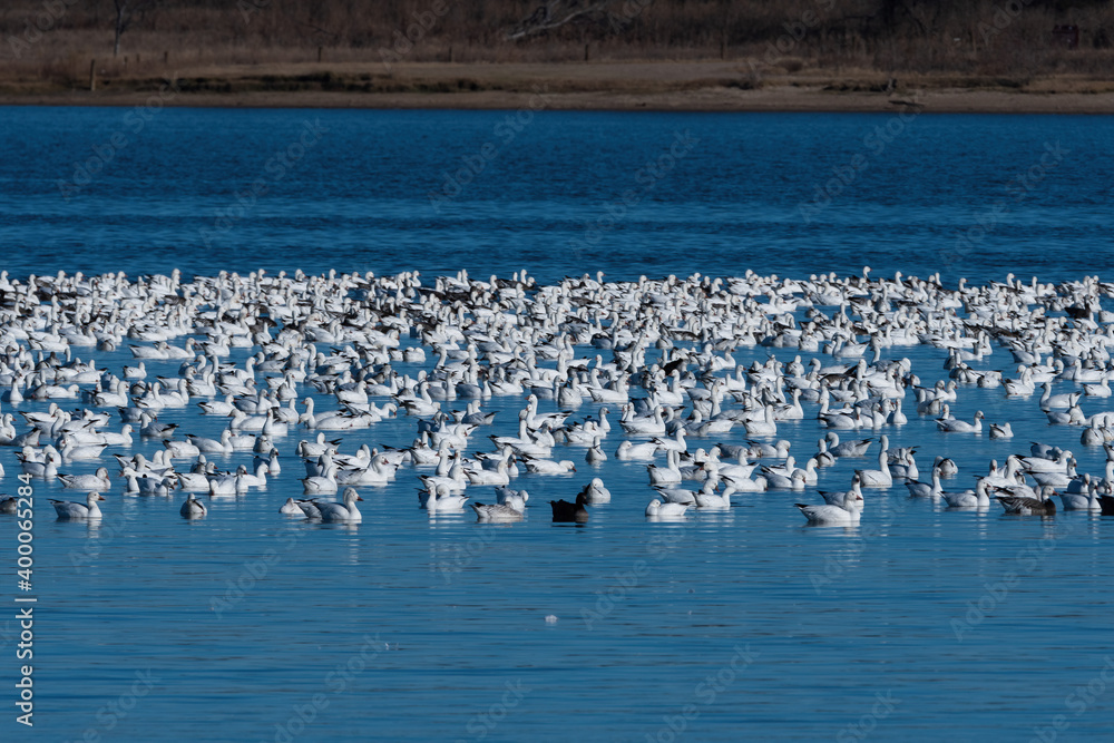 Fototapeta premium Huge flock of Snow Geese gathered on the blue water of a lake
