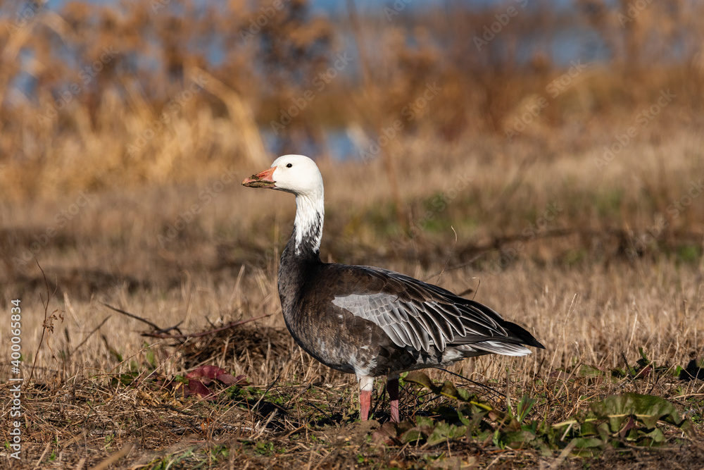 Dark morph Snow Goose standing alone in a field Dark morph Snow Goose standing alone in a field