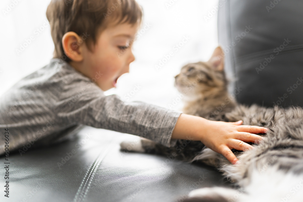 Little boy at home touching his lovely fluffy cat, focus on hand Little boy at home touching his lovely fluffy cat, focus on hand