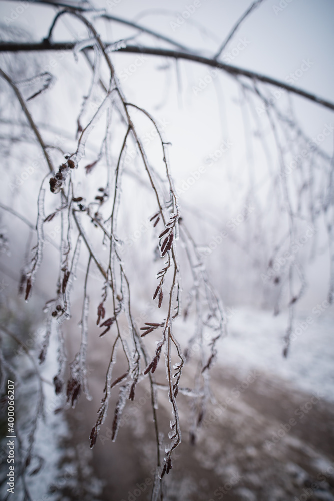 Detail of frozen hazelnut branches covered with ice. Cold winter weather. Detail of frozen hazelnut branches covered with ice. Cold winter weather.